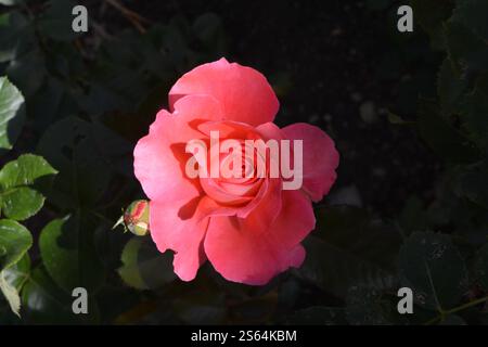 Splendida rosa singola che fiorisce in un mix unico di sole sole e ombra, in un giardino in una splendida giornata estiva. Foto Stock