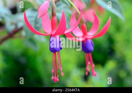 Modulo gas Anestetici lato destro "Baby Blue Eyes" Premiato con l'RHS Award of Garden Merit (AGM), UK Garden. Foto Stock