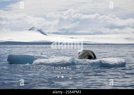 Foca leopardata addormentata sul ghiaccio, Antartide Foto Stock