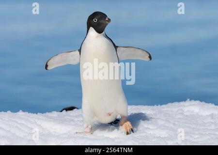 Adélie Penguin sul ghiaccio, Antartide Foto Stock