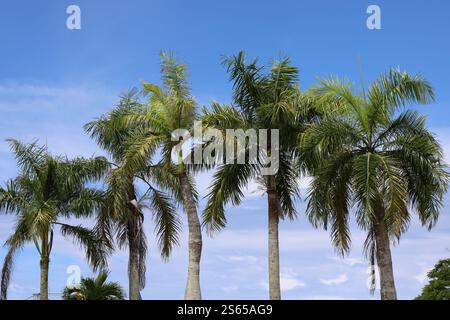 palme alte contro il cielo blu profondo Foto Stock