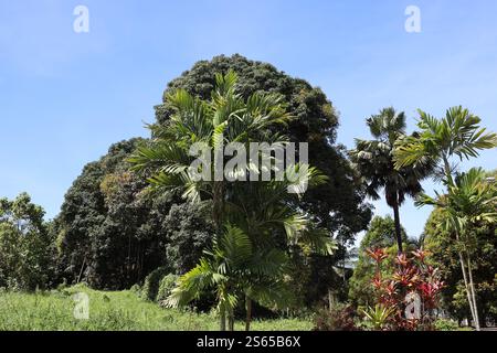 palme soleggiate e alberi tropicali frondosi sotto un cielo azzurro e limpido Foto Stock