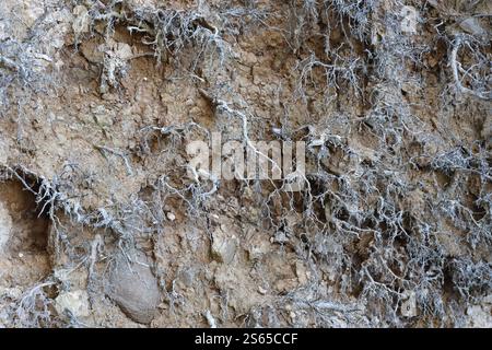 Sezione di terra con diversi strati di terreno, rocce e radici di piante sotterranee da vicino. Sezione di terra con diversi strati di terreno, rocce e piante Foto Stock