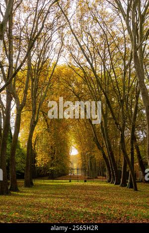 Alberi nel giardino in autunno. Versailles, Francia. Foto Stock