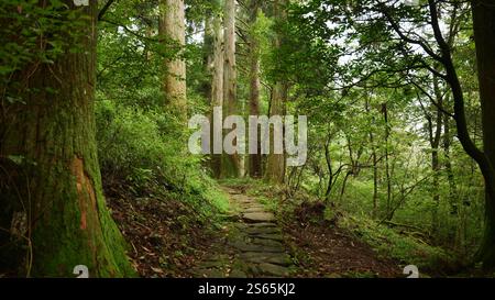 Vista panoramica di un sentiero attraverso la foresta Fanal vergine sul monte tianmu, Hangzhou, Cina. Foto di alta qualità Foto Stock