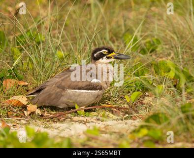 L'Esacus magnirostris (Esacus magnirostris) è un grande uccello che dimora a terra nidifica nella sabbia, deponendo un uovo per stagione appena al di sopra dell'alta marea. Foto Stock