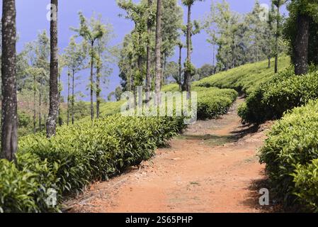 Piantagioni di tè, Mysore, India meridionale, India, Un sentiero fiancheggiato da cespugli di tè e alberi contro un cielo blu, Mysore, Karnataka, India meridionale, India, Asia Foto Stock
