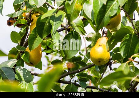 Viaggia in Georgia - frutti di pera gialli maturi su rami di pere nel frutteto di Kakheti nel soleggiato giorno autunnale Foto Stock