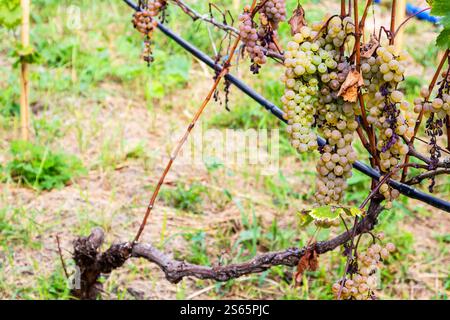 Viaggio in Georgia - grappoli di uva verde su vite in vigna a Kakheti il giorno d'autunno Foto Stock