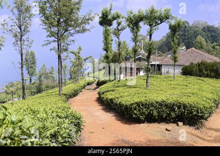 Piantagioni di tè, Mysore, India meridionale, India, Un percorso tra cespugli di tè conduce ad una casa di fronte a un cielo blu, Mysore, Karnataka, India meridionale, India Foto Stock