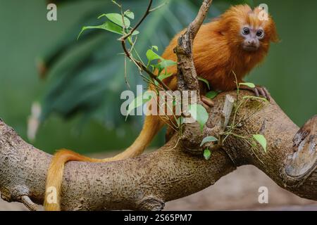 Un giovane leone scimmia nello zoo di Straubing, bassa Baviera Foto Stock