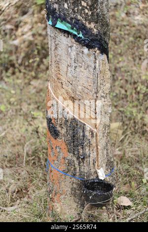 Mysore, Karnataka, India meridionale, primo piano di un albero con corteccia appena tagliata per la produzione di gomma, Mysore, Karnataka, India meridionale, India, Asia Foto Stock