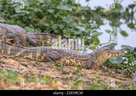 Caimano spettrale (Caiman Crocodilus yacara), coccodrillo (Alligatoridae), coccodrillo (Crocodylia), Pantanal, entroterra, zona umida, riserva della biosfera dell'UNESCO, Foto Stock