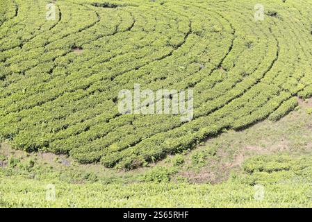 Piantagioni di tè, Mysore, India meridionale, India, campi di tè verdi con file organizzate su un pendio dolce, Mysore, Karnataka, India meridionale, India, Asia Foto Stock