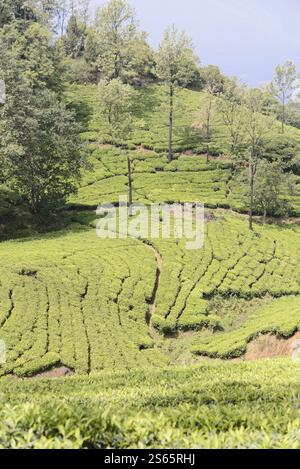 Piantagioni di tè, Mysore, India meridionale, India, piantagione di tè su verdi colline circondate dalla foresta, Mysore, Karnataka, India meridionale, India, Asia Foto Stock