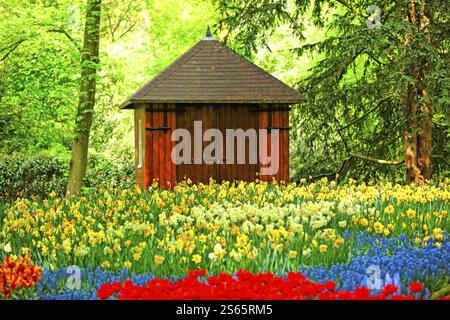 Letto di tulipani di fronte ad una capanna di legno Foto Stock