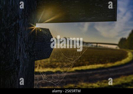 Il sole dietro la ragnatela di un ragno coperto di rugiada mattutina Foto Stock