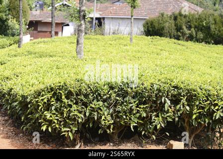 Piantagioni di tè, Mysore, India meridionale, India, primo piano di cespugli di tè verde di fronte alle case, Mysore, Karnataka, India meridionale, India, Asia Foto Stock