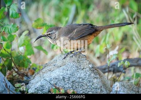 California Thrasher (Toxostoma redivivum) si forgia sul terreno nella contea di Monterey. Il becco curvo aiuta a scalzare gli insetti da sotto rocce e foglie. Foto Stock