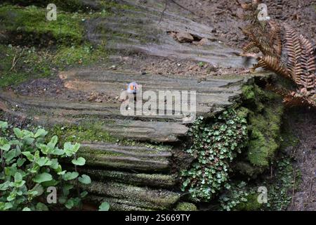 Un piccolo uccellino con guance arancioni vibranti poggia su un tronco muschiato, che si fonde perfettamente con l'ambiente naturale circostante Foto Stock