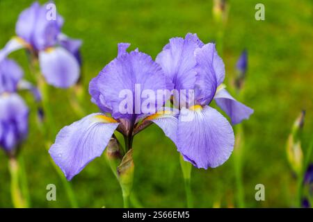 Iris pallida alta barba, Iris dalmata o Iris dolce con tutti i petali in un unico colore e barba in bianco con tipp giallo Foto Stock