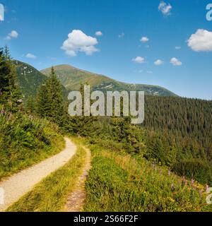 Rosa fioritura Sally e giallo iperico fiori vicino sentiero sul pendio estivo di montagna. Chornohora cresta, Carpazi montagne, Ucraina. Foto Stock