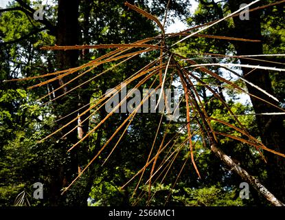 Pseudopanax ferox, feroce lancewood piccolo albero in forma giovanile. Endemico di Aotearoa / nuova Zelanda. Parco nazionale dei laghi Nelson. Foto Stock