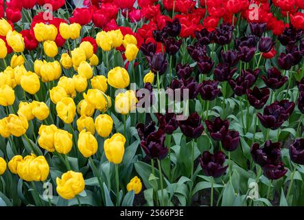 Tulipani colorati in fiore in un giardino, gruppo Triumph. Foto Stock