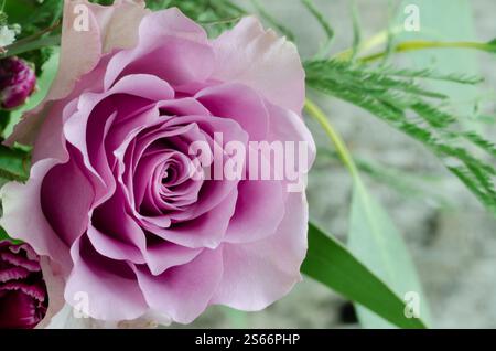 Una bellissima rosa è il fuoco principale dell'immagine. La rosa è circondata da foglie e steli verdi, creando un senso di armonia ed equilibrio. Scena Foto Stock