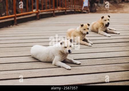 Parco nazionale di Bukhansan, Seoul, Gyeonggi-do, Corea del Sud, vista del paesaggio primaverile durante l'escursione alla vetta del Baegundae, il processo di trekking e arrampicata Foto Stock