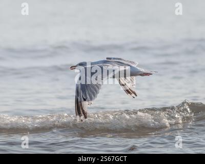 Gabbiano che vola sull'oceano in una giornata di sole a Lahinch Beach, Irlanda Foto Stock
