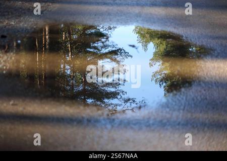 La silhouette degli alberi si riflette nella pozzanghera. Foto Stock