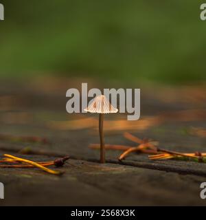 Una foto ravvicinata con uno sfondo sfocato scattata nella Foresta di Dean di un minuscolo fungo che cresce dalle solette di un tavolo da picnic in una foresta. Foto Stock