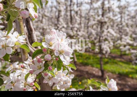 Meli in fiore in un frutteto, primo piano, Kressbronn am Bodensee, Baden-Wuerttemberg, Germania Foto Stock
