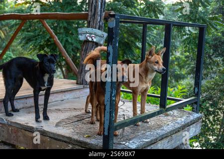 Questo grande garage dispone di un alto soffitto in legno con travi a vista, pavimento in cemento e diversi ripiani. Ideale per parcheggi, officine o. Foto Stock
