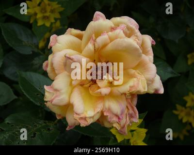 Primo piano di un singolo briar austriaco giallo leggermente saldato (rosa foetida Herrm.) Conosciuta anche come rosa gialla persiana, il rame austriaco si è innalzato tra i punteggiati Foto Stock
