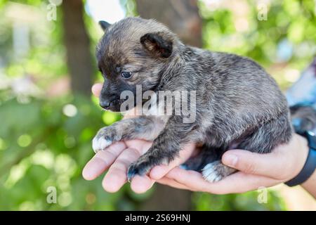 Primo piano di un simpatico cucciolo che dorme sul palmo di una donna, sfondo verde Foto Stock
