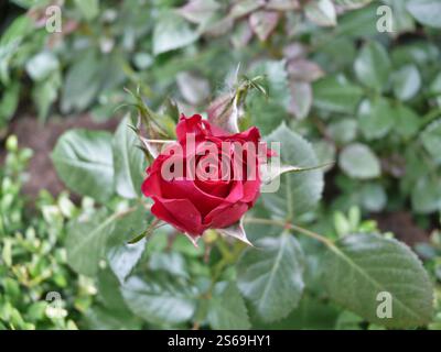 Primo piano di una rosa rossa della cina (rosa chinensis Jacq.) tra le foglie Foto Stock