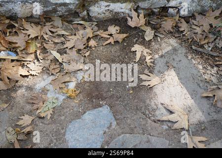 Foglie cadute a terra - splendido sfondo naturale autunnale Foto Stock