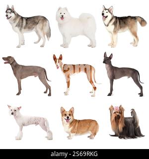 Gruppo di cani di varie razze isolati su sfondo bianco Foto Stock