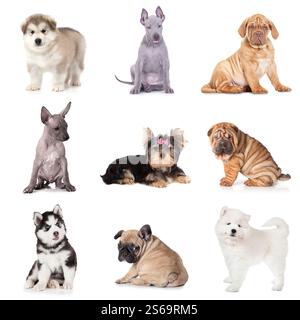 Gruppo di cani da cucciolo di varie razze isolati su sfondo bianco Foto Stock