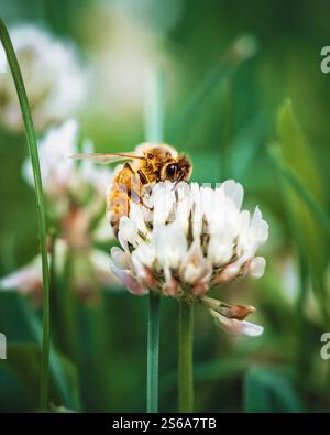 Un primo piano di un'ape che raccoglie nettare da un delicato fiore di trifoglio bianco, circondato da lussureggianti foglie verdi, che mostrano la bellezza della natura Foto Stock