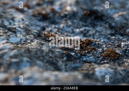 Una piccola formazione di muschio cresce su una roccia di granito sulla montagna. La natura cresce nonostante il freddo e le condizioni difficili. Concetto di crescita e survi Foto Stock