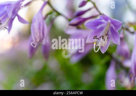 Delicati fiori viola fioriscono in un giardino vivace pieno di vegetazione. La luce soffusa del sole illumina i petali, creando una serena atmosfera primaverile Foto Stock