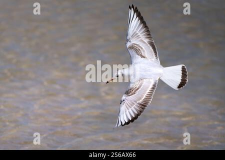 Giovane gabbiano dalla testa nera (Chroicocephalus ridibundus) che vola sulle acque poco profonde di una laguna Foto Stock