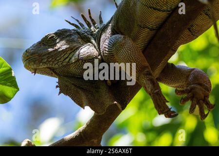 ritratto di un'enorme iguana verde con cibo sulla faccia di un'inguana verde adagiata su un ramo d'albero Foto Stock
