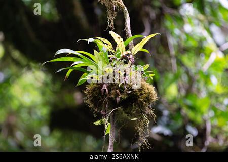 bromelia a monteverde costa rica Foto Stock