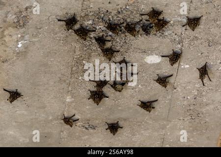 un grande gruppo di pipistrelli proboscidi appesi senza terremoto a un ponte sul fiume nella dominante costa rica Foto Stock