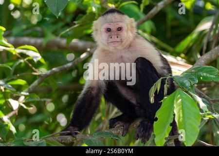 primo piano di una scimmia cappuccina di fronte a un bianco che mi guarda sul lungofiume della costa rica Foto Stock