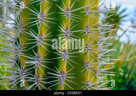 Cactus Saguaro aghi Foto Stock